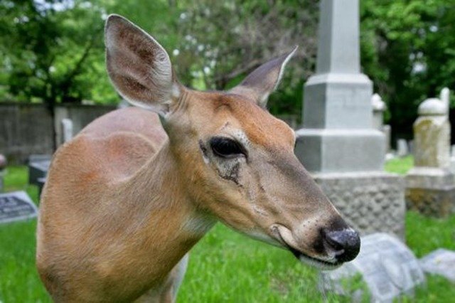 Ella the Deer at Willowbrook Cemetery