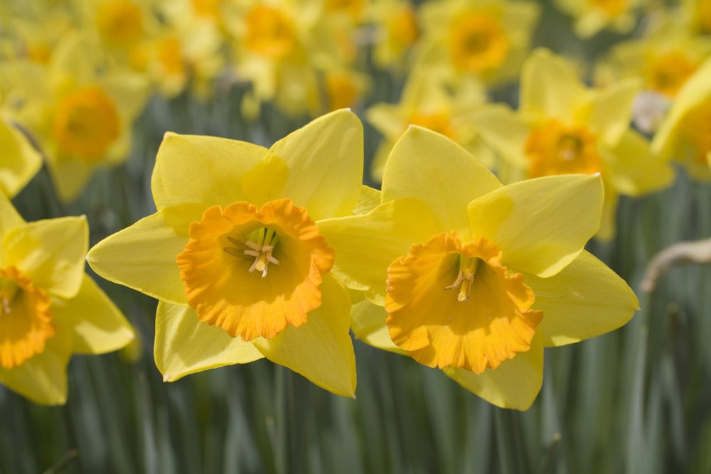 Daffodil Mile